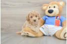 Hypoallergenic Bichpoo Poodle Mix Puppy