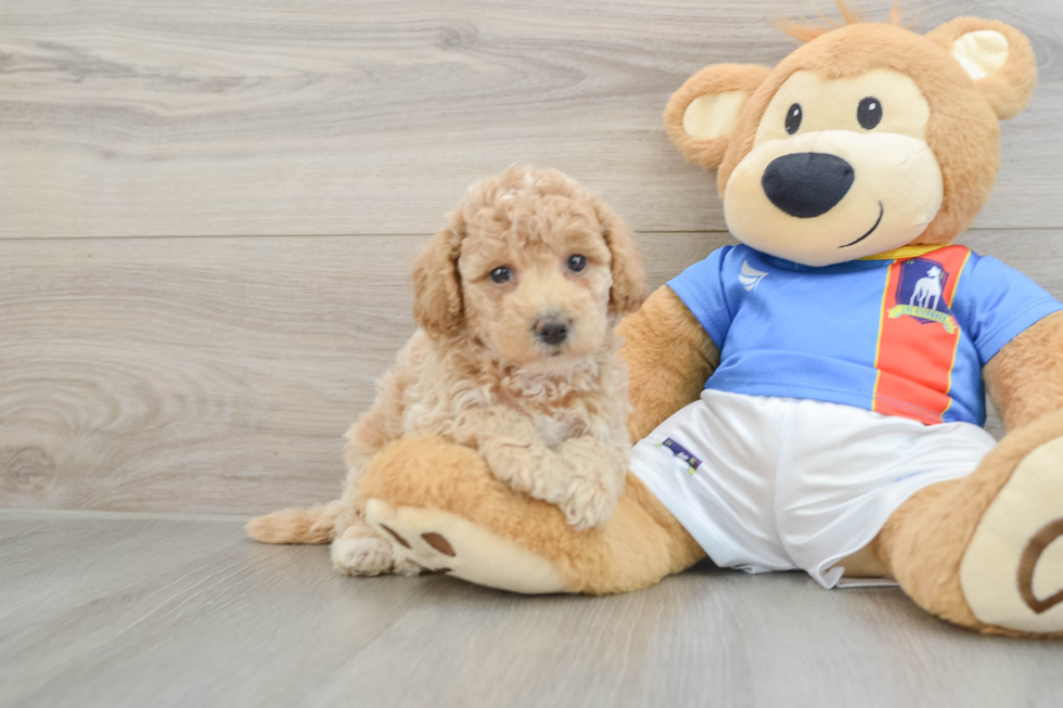 Hypoallergenic Bichpoo Poodle Mix Puppy