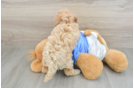 Little Bichpoo Poodle Mix Puppy