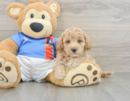 7 week old Poochon Puppy For Sale - Premier Pups