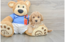 Poochon Puppy for Adoption