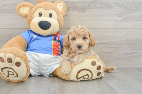 Poochon Puppy for Adoption