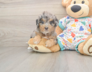 8 week old Poochon Puppy For Sale - Premier Pups