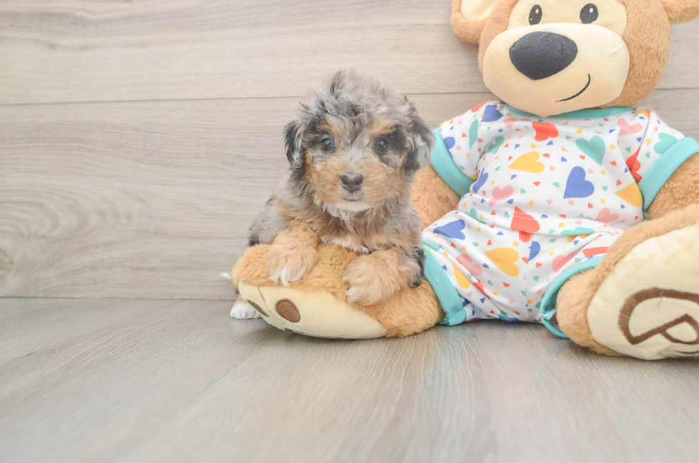 5 week old Poochon Puppy For Sale - Premier Pups