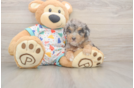 Best Poochon Baby