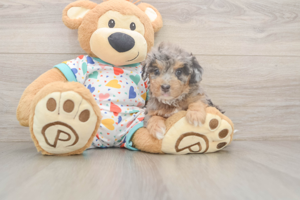 Best Poochon Baby