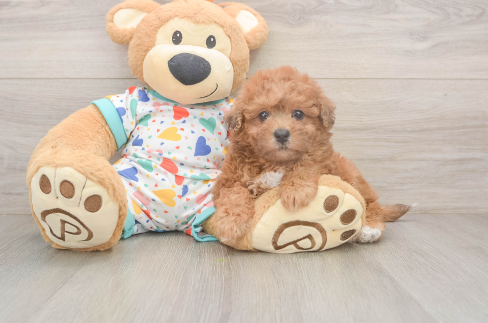 6 week old Poochon Puppy For Sale - Premier Pups