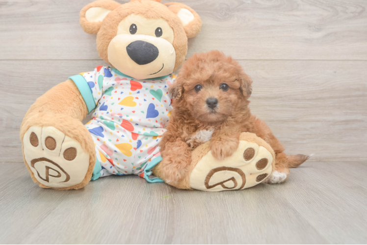 Meet Ziti - our Poochon Puppy Photo  1/3 - Premier Pups Poochon Pup Being Cute
