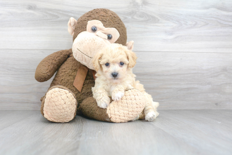 Friendly Poochon Baby