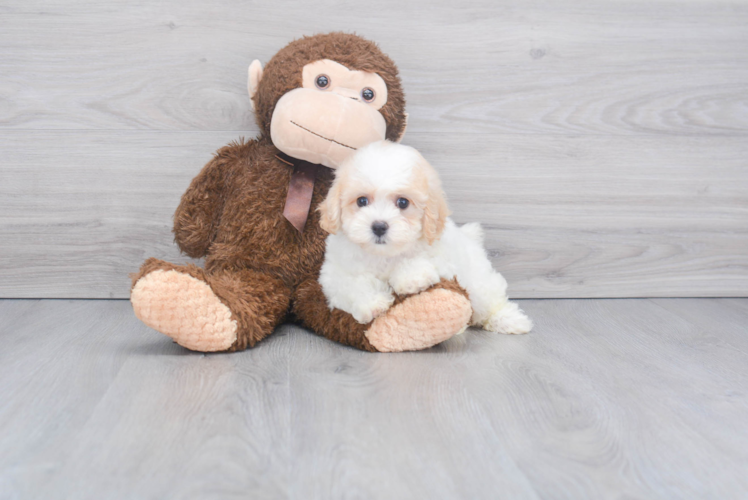 Smart Poochon Poodle Mix Pup