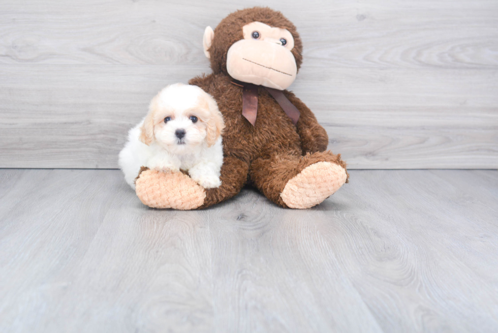 Playful Bichpoo Poodle Mix Puppy