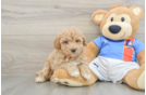 Little Bichpoo Poodle Mix Puppy
