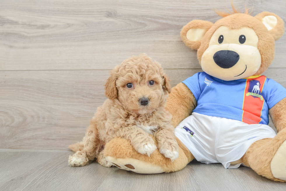 Little Bichpoo Poodle Mix Puppy