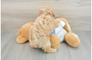 Playful Bichpoo Poodle Mix Puppy