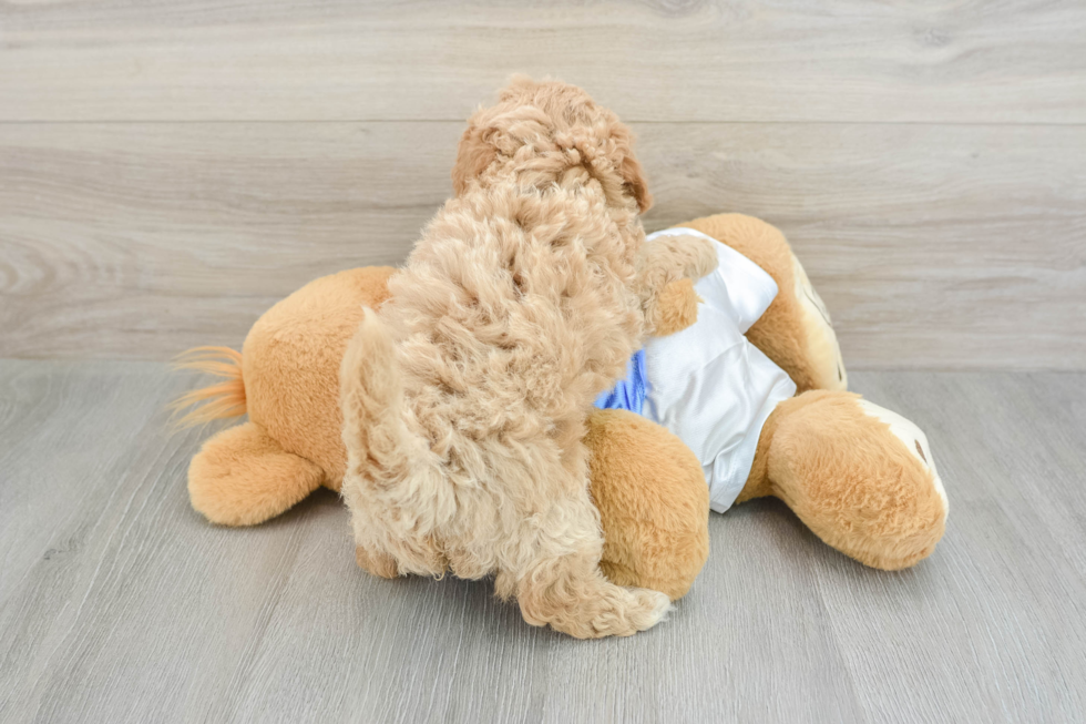 Playful Bichpoo Poodle Mix Puppy