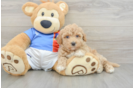 Best Poochon Baby