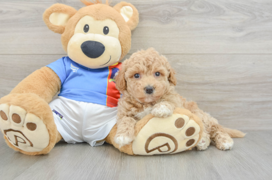 Best Poochon Baby