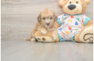 Popular Poochon Poodle Mix Pup