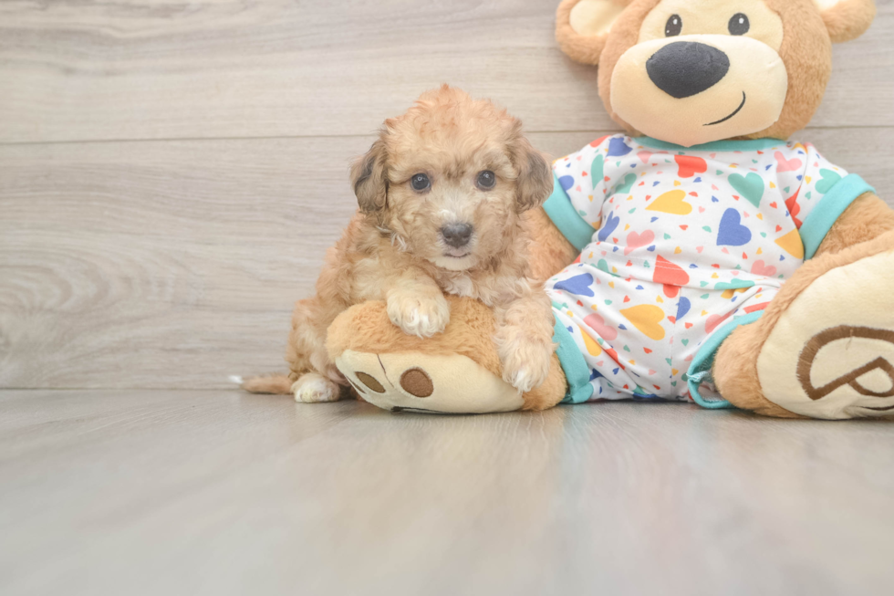 Popular Poochon Poodle Mix Pup