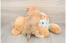 Poochon Pup Being Cute