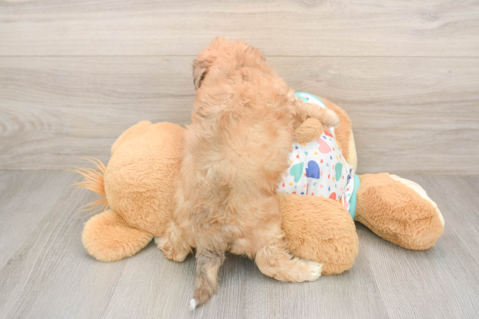 Poochon Pup Being Cute