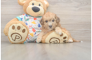 Poochon Puppy for Adoption