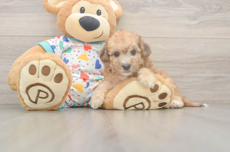 5 week old Poochon Puppy For Sale - Premier Pups