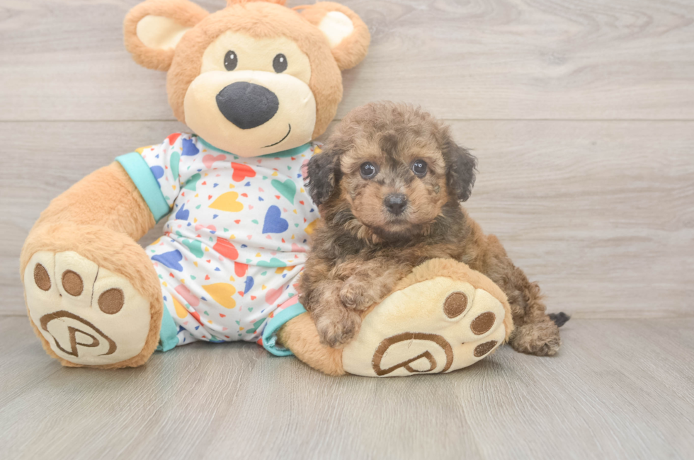 6 week old Poochon Puppy For Sale - Premier Pups