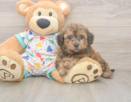 8 week old Poochon Puppy For Sale - Premier Pups 8 week old Poochon Puppy For Sale - Premier Pups