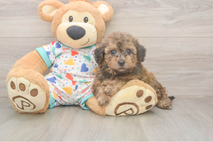 Meet Zoe - our Poochon Puppy Photo  1/3 - Premier Pups Poochon Puppy for Adoption