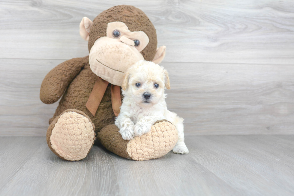 Fluffy Poochon Poodle Mix Pup