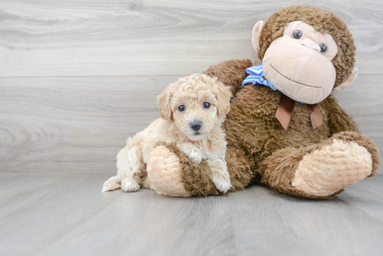 Poochon Pup Being Cute