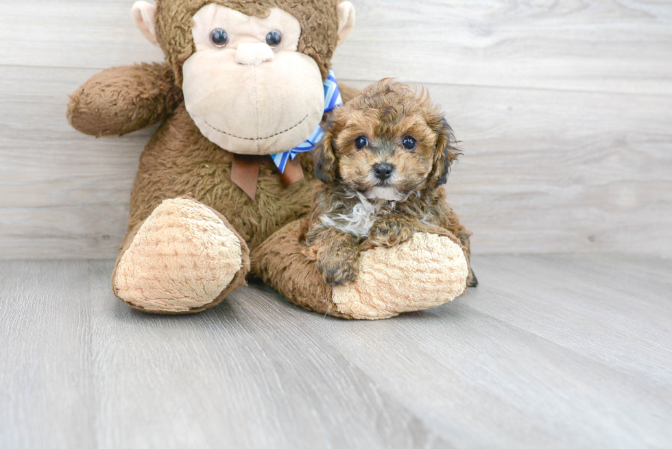 Friendly Poochon Baby