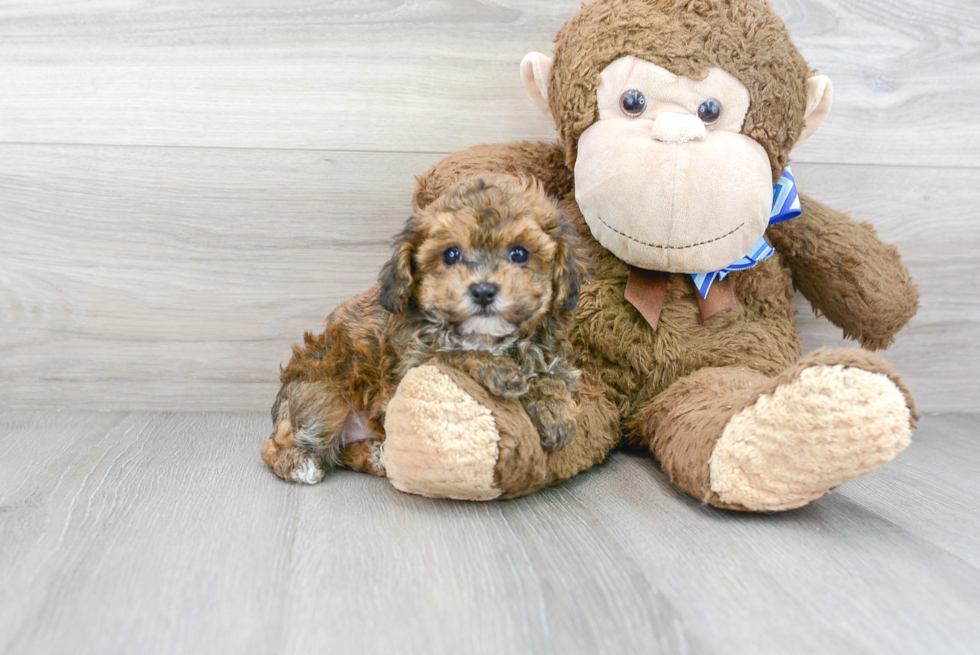 Energetic Bichpoo Poodle Mix Puppy