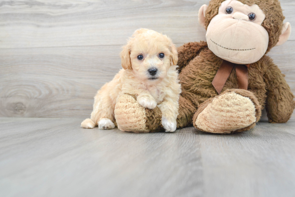 Happy Poochon Baby