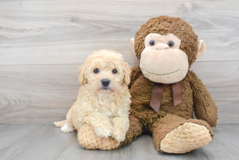 Friendly Poochon Baby