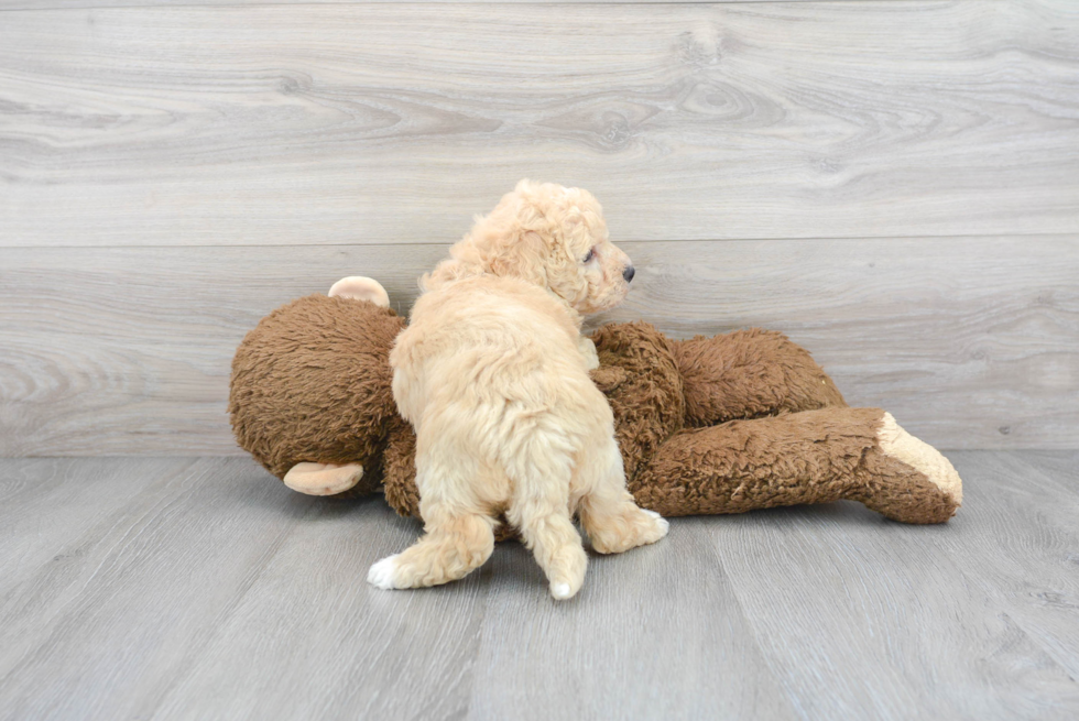 Adorable Bichpoo Poodle Mix Puppy