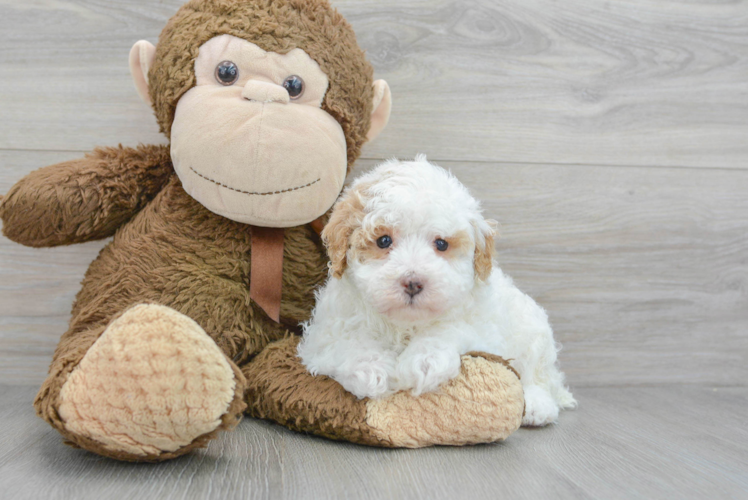 Little Poodle Purebred Pup