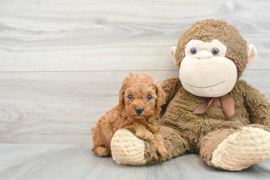 Adorable Pudle Purebred Puppy