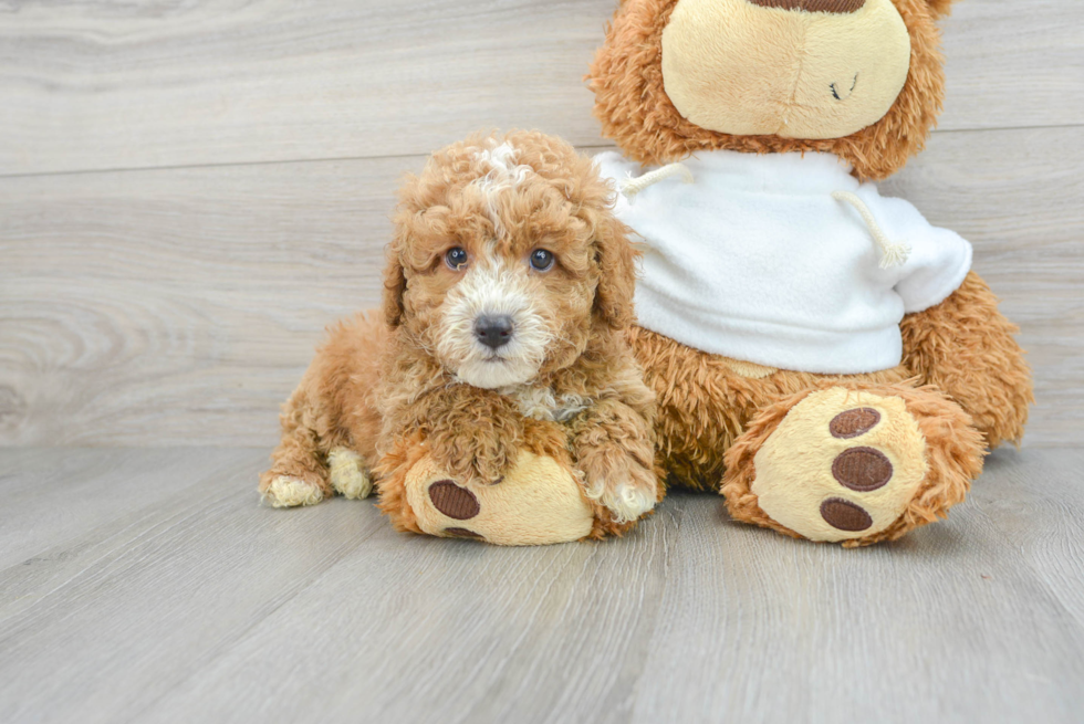 Popular Poodle Purebred Pup