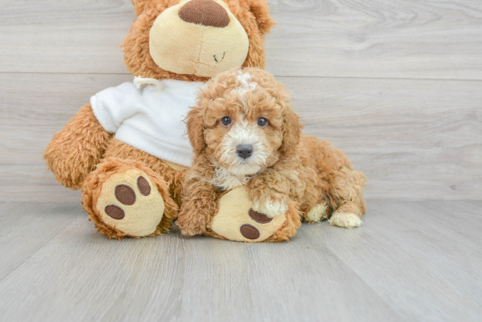 Friendly Poodle Baby