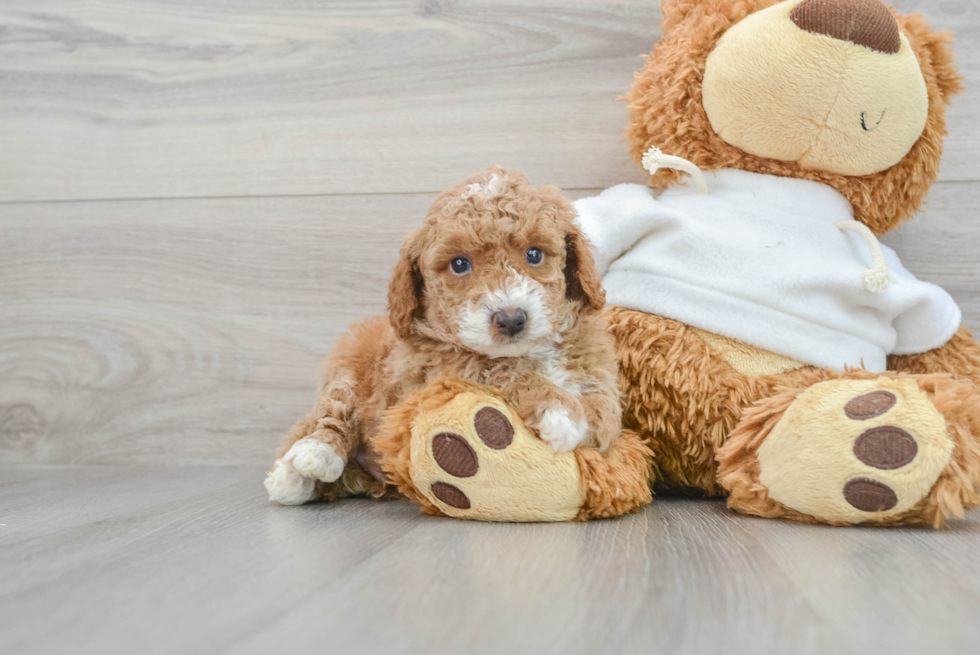 Friendly Poodle Purebred Pup