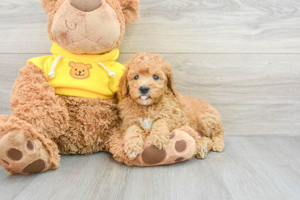 Adorable Pudle Purebred Puppy