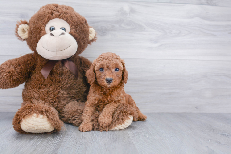 Friendly Poodle Purebred Pup