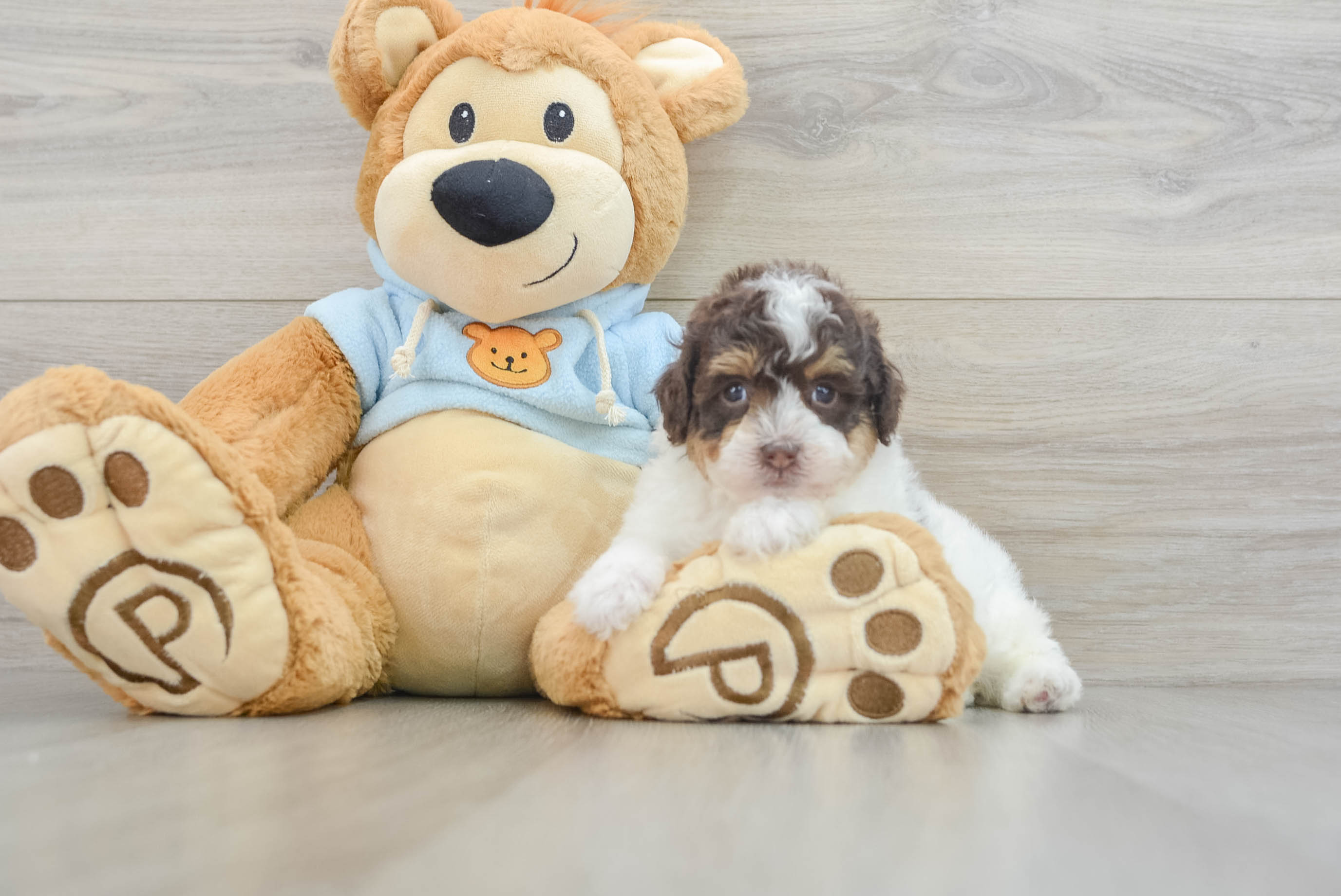 Poodle Puppy for Adoption