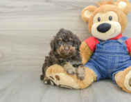 5 week old Poodle Puppy For Sale - Premier Pups