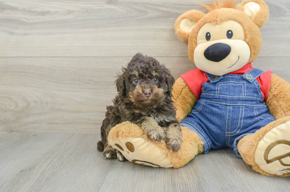 5 week old Poodle Puppy For Sale - Premier Pups