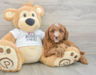 7 week old Poodle Puppy For Sale - Premier Pups