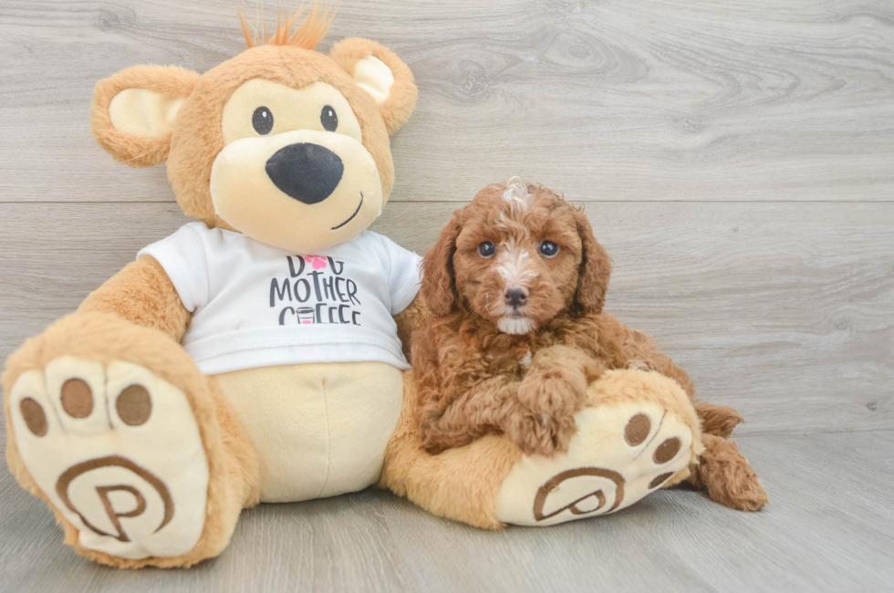 6 week old Poodle Puppy For Sale - Premier Pups