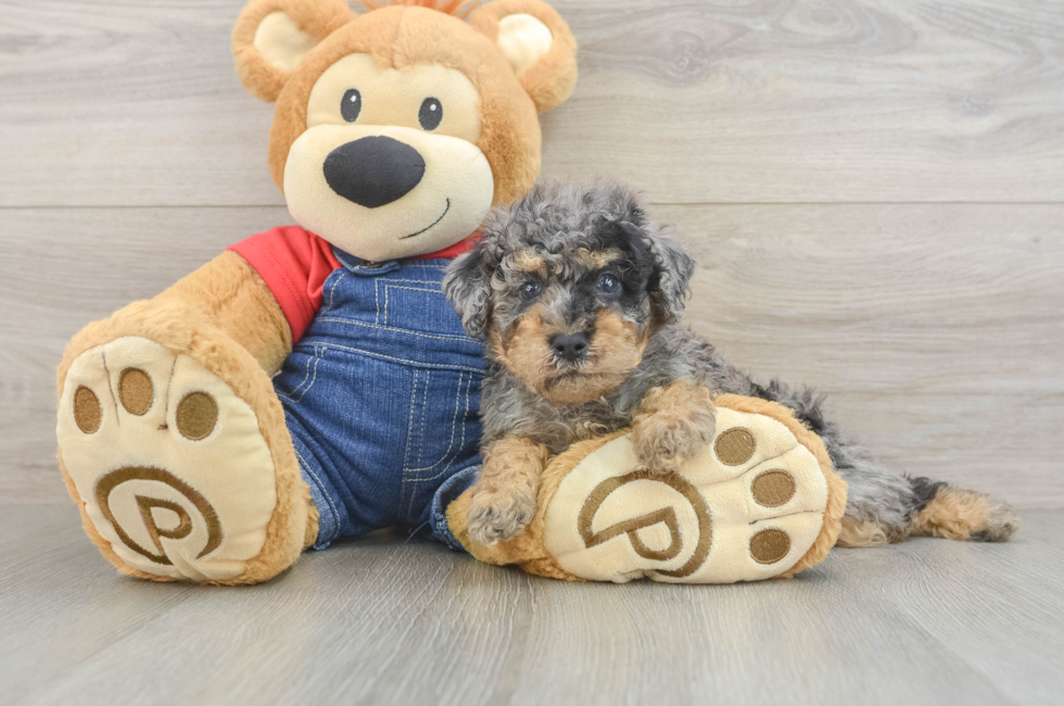 6 week old Poodle Puppy For Sale - Premier Pups
